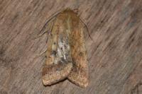 Helicoverpa armigera