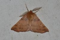 Colotois pennaria