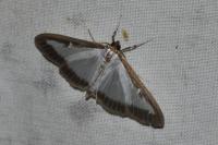 Cydalima perspectalis