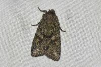 Dryobotodes eremita