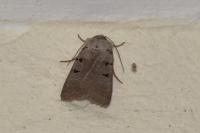 Eugnorisma glareosa