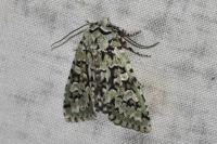 Griposia aprilina