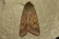 Helicoverpa armigera