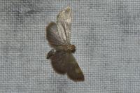 Hypsopygia costalis