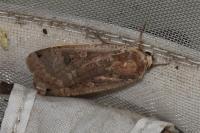 Noctua pronuba