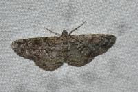 Peribatodes secundaria secundaria