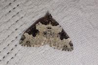 Xanthorhoe fluctuata