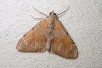Pennithera firmata firmata
