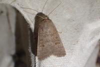 Hoplodrina