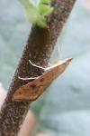 Udea ferrugalis