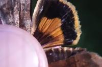 Noctua janthina