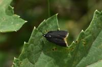 Catastia marginea