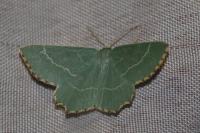 Thalera fimbrialis