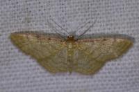 Idaea humiliata