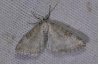 Perizoma albulata