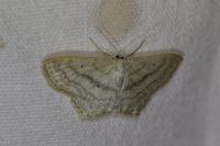 Scopula nigropunctata
