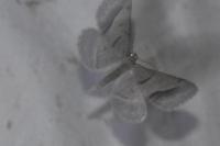 Digrammia rippertaria