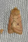 Leptologia macilenta