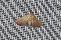 Endotricha flammealis