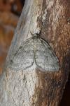 Epirrita