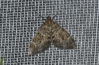 Thera britannica/variata