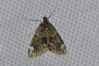 Chloroclysta siterata