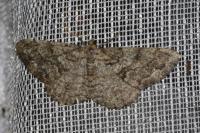 Peribatodes secundaria secundaria