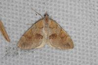 Pennithera firmata firmata