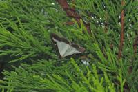 Cydalima perspectalis