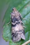 Euzophera pinguis