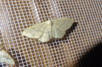 Idaea deversaria