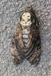 Acherontia atropos