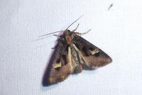 Trigonophora flammea