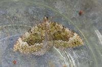 Colostygia olivata