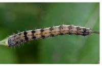Helicoverpa armigera