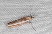 Agriphila latistria