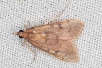 Uresiphita gilvata