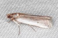 Denticera divisella