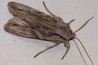 Lithophane leautieri