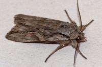 Lithophane leautieri