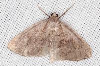 Pachycnemia tibiaria tibiaria
