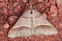 Perigune convergata