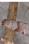 Anchoscelis meridionalis