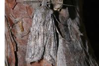 Lithophane leautieri