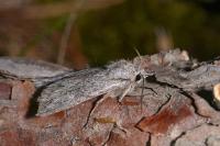 Lithophane leautieri