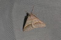 Perigune convergata