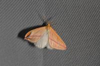 Rhodometra sacraria