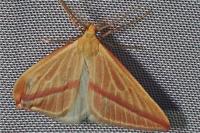 Rhodometra sacraria