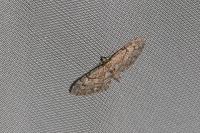 Eupithecia