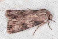 Agrotis catalaunensis